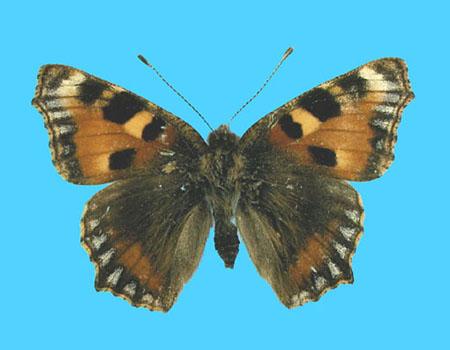 Aglias urticae ab. albapicata 1800 Shepherds Well, UK (Internet Image property of respective owner, non-commercial use only)